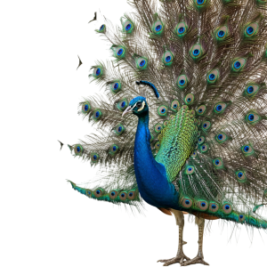 Peacock Png Image 5