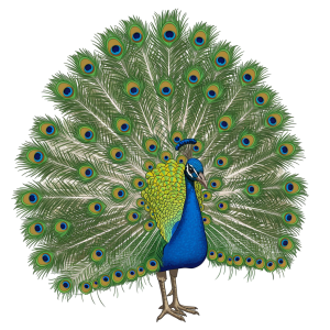 Peacock Png Image 6