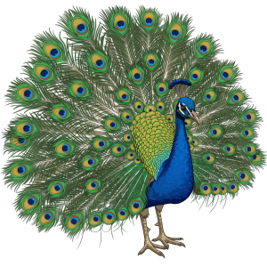 Peacock Png Image 7