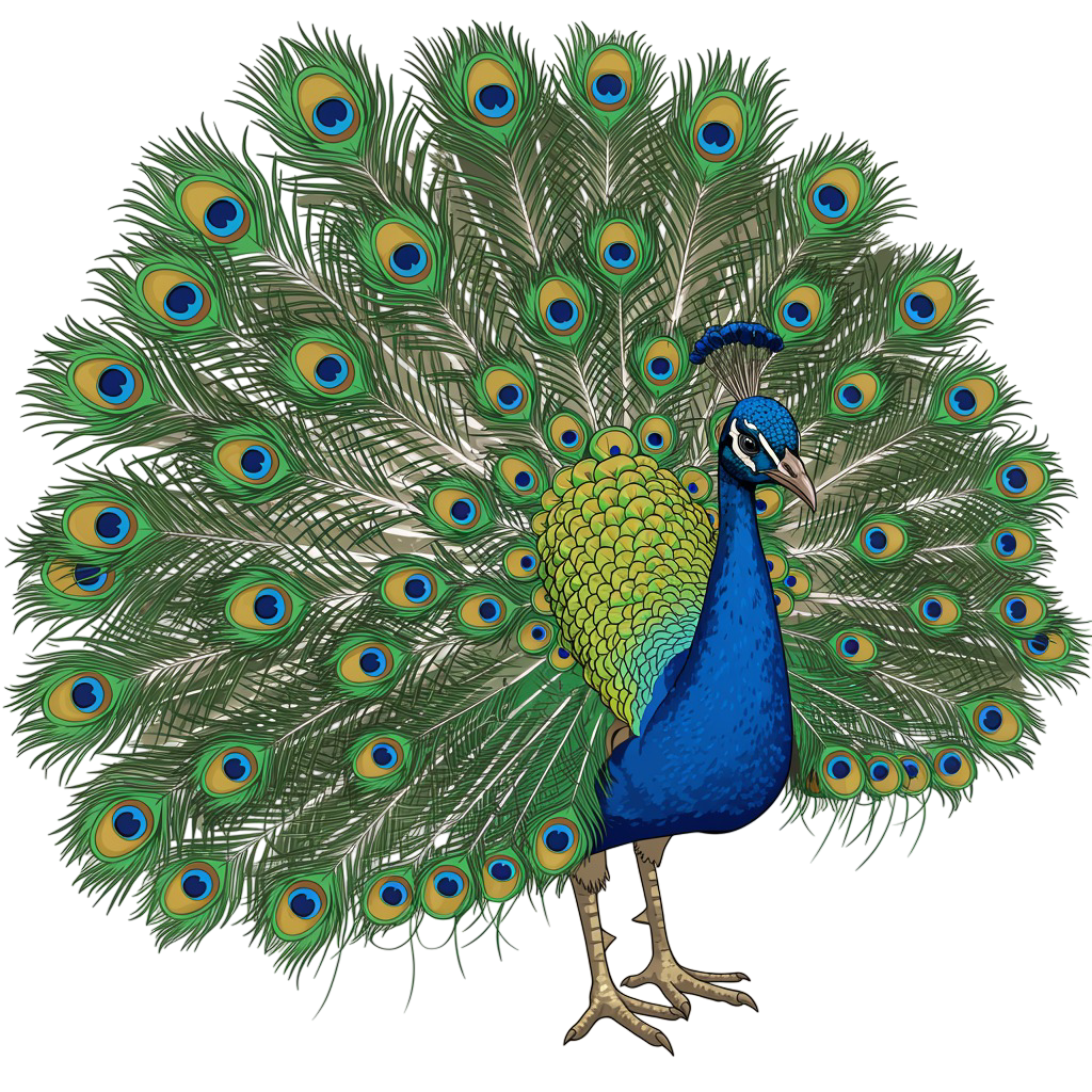 Peacock Png Image 7