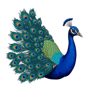 Peacock Png Image 8