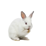 Rabbit PNG