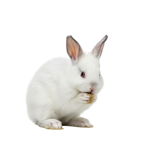 Rabbit Png Image 8