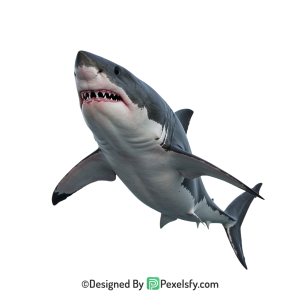 Shark Png Image 11