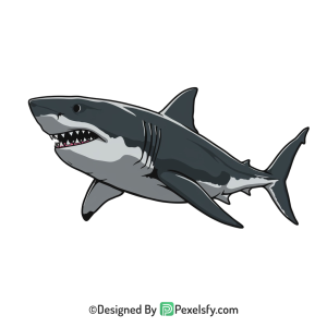 Shark Png Image 15