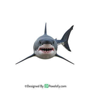 Shark Png Image 17