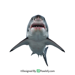 Shark Png Image 26