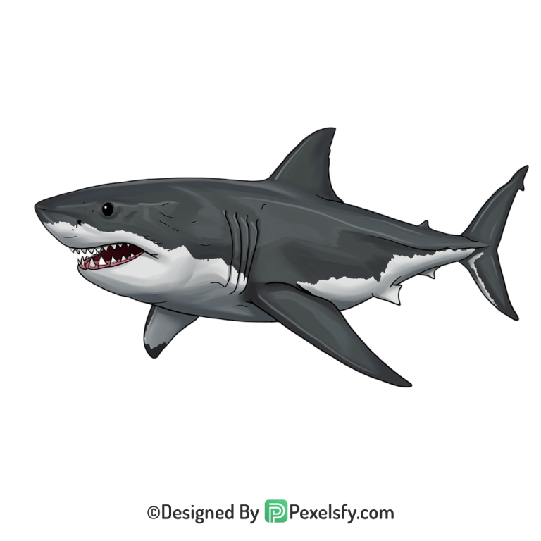 Shark Png Image 34