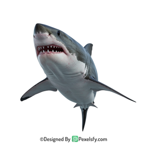 Shark Png Image 37