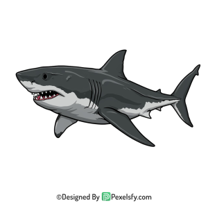 Shark Png Image 41