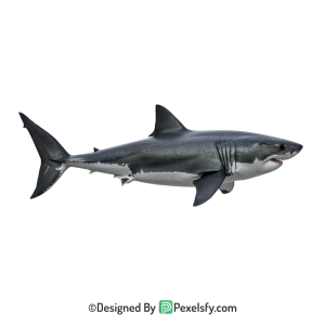Shark Png Image 43