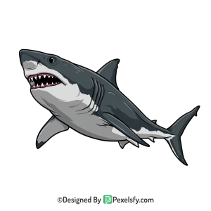 Shark Png Image 45
