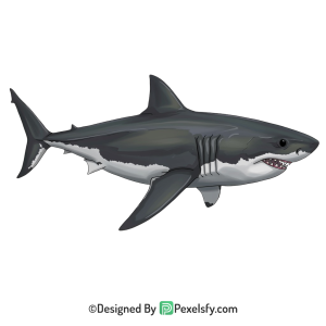 Shark Png Image 5
