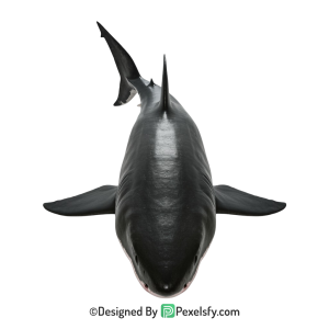 Shark Png Image 50