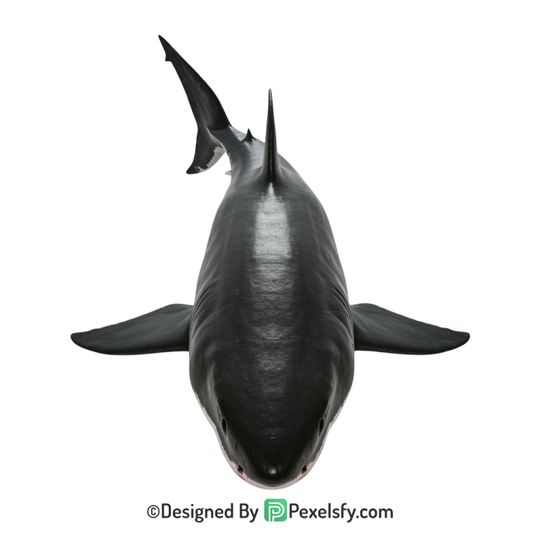 Shark Png Image 50