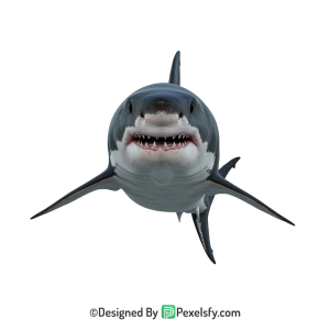 Shark Png Image 51