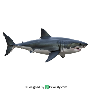 Shark Png Image 61