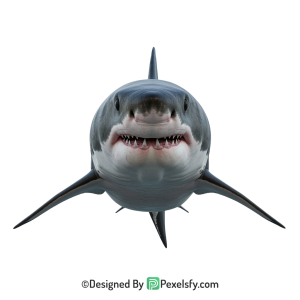Shark Png Image 64