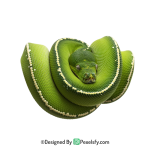 Snake PNG