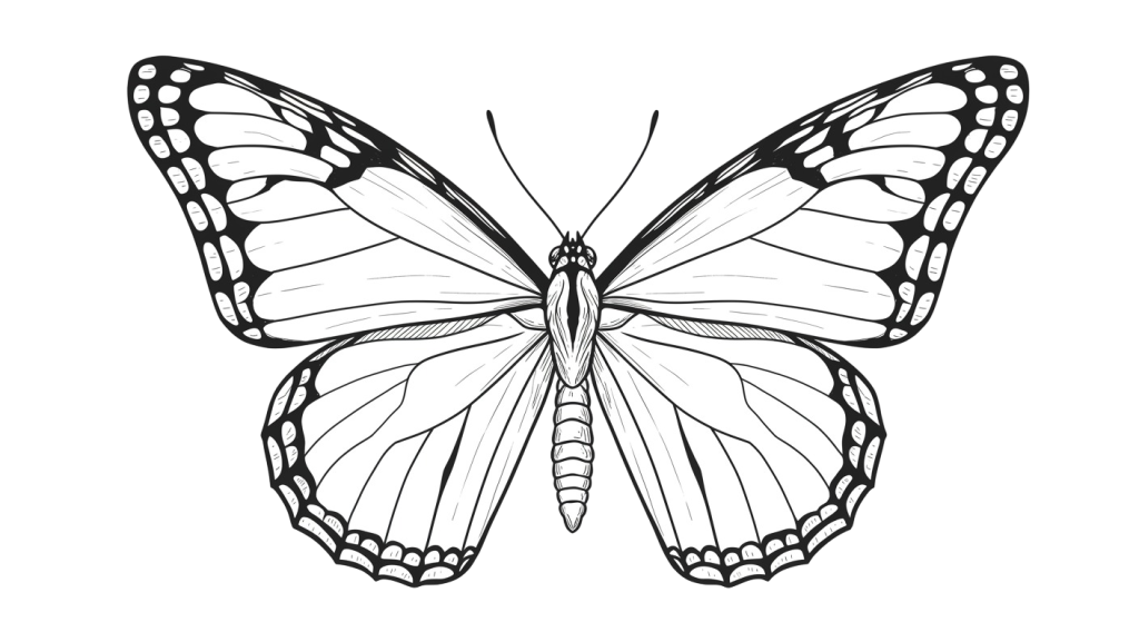 Butterfly Transparent Png (13)