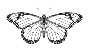 Butterfly Transparent Png (14)