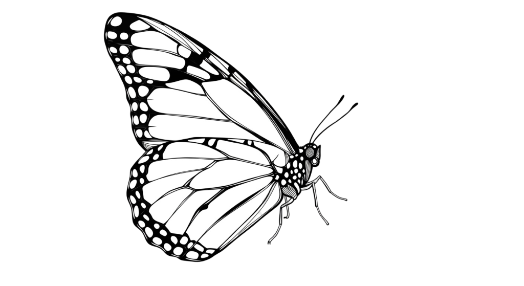 Butterfly Transparent Png (20)
