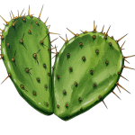 Cactus PNG