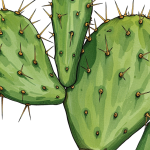 Cactus PNG