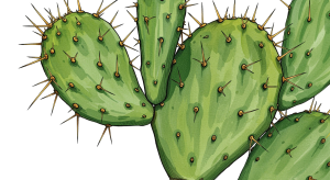 Cactus Transparent Png (8)