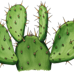 Cactus Transparent Png (9)