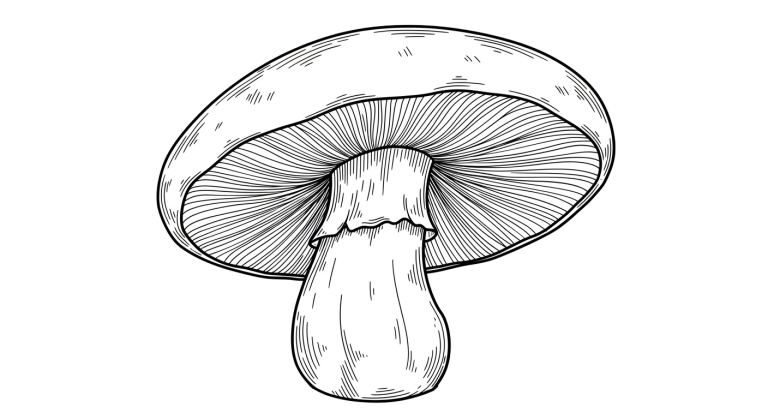 Mushroom Transparent Png (1)