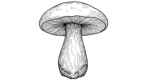 Mushroom Transparent Png (10)