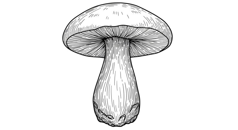 Mushroom Transparent Png (10)