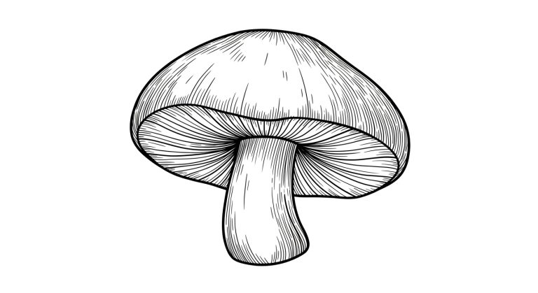 Mushroom Transparent Png (11)