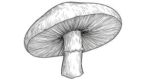 Mushroom Transparent Png (12)