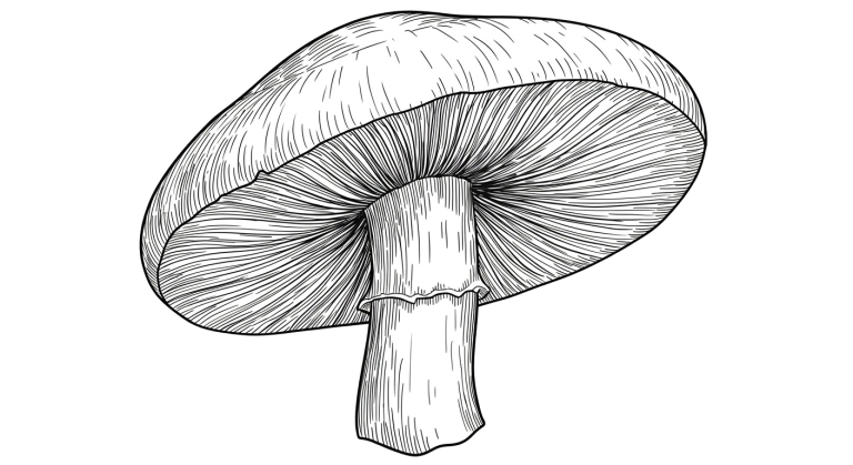 Mushroom Transparent Png (12)