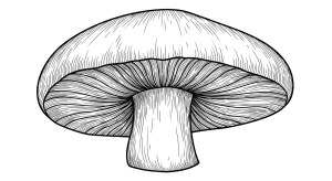Mushroom Transparent Png (13)