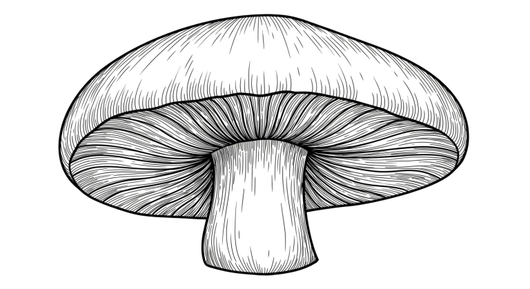 Mushroom Transparent Png (13)