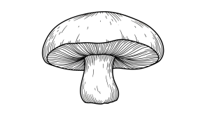 Mushroom Transparent Png (14)