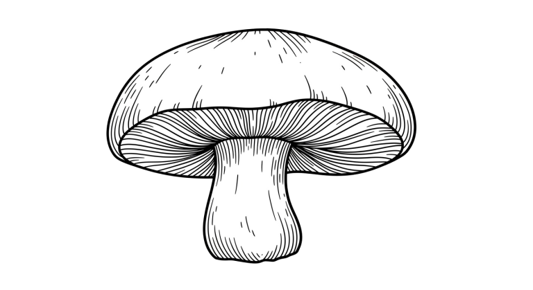 Mushroom Transparent Png (14)