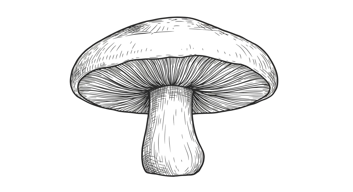 Mushroom Transparent Png (15)