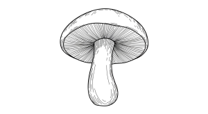 Mushroom Transparent Png (16)
