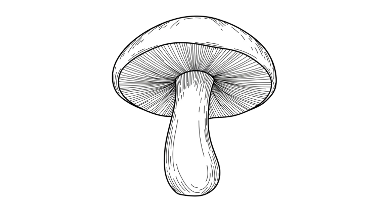 Mushroom Transparent Png (16)