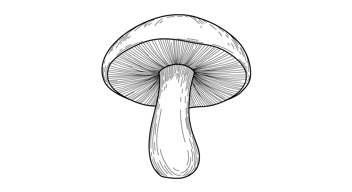 Mushroom Transparent Png (16)