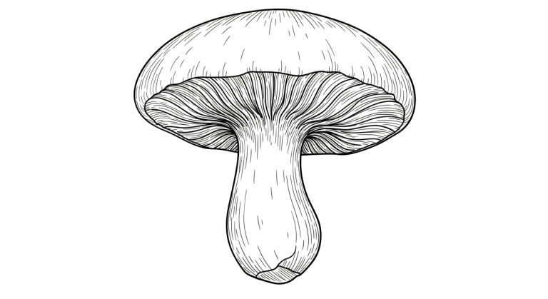 Mushroom Transparent Png (17)