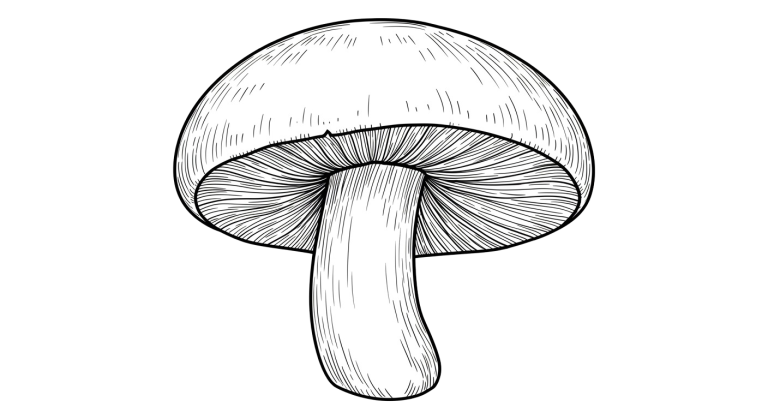Mushroom Transparent Png (2)