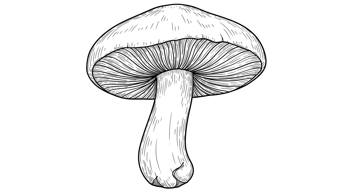 Mushroom Transparent Png (3)