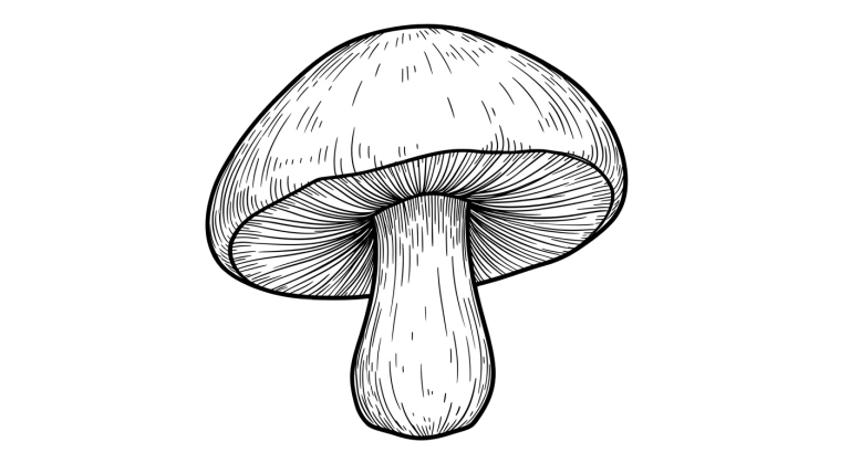 Mushroom Transparent Png (4)