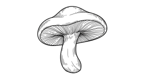 Mushroom Transparent Png (5)