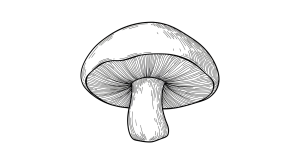 Mushroom Transparent Png (6)